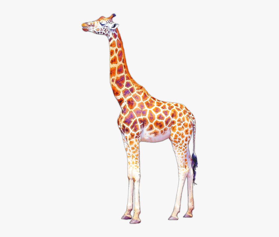 Hd Png Transparent Images - Giraffe Illustration Png, Transparent Clipart