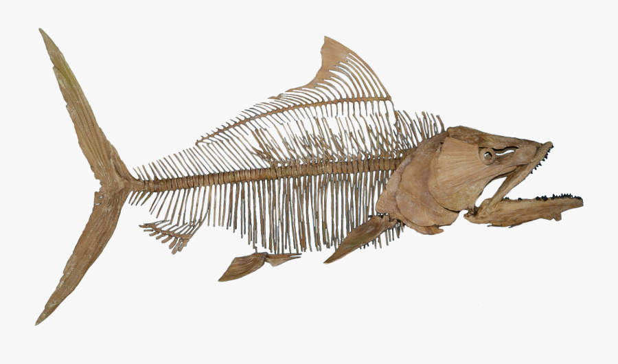 Fish Fossil No Background - Fish Fossil Png, Transparent Clipart