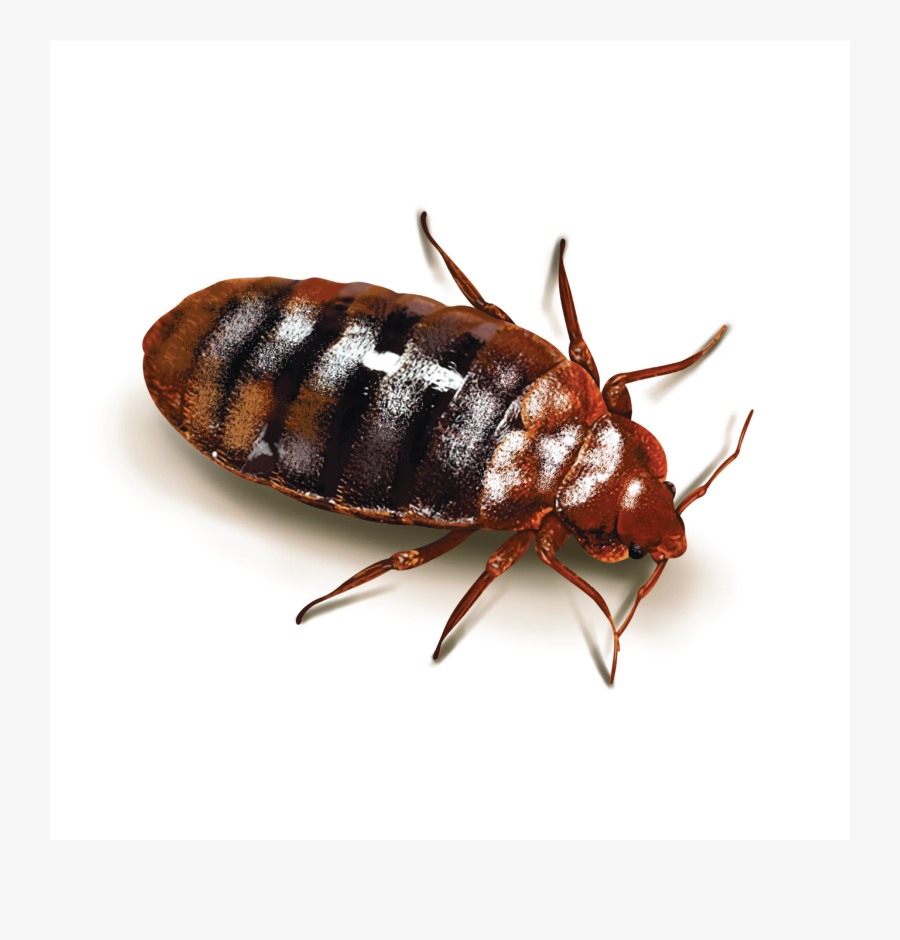 Clip Art Parasitic Insects - Cockroach Bed Bugs, Transparent Clipart