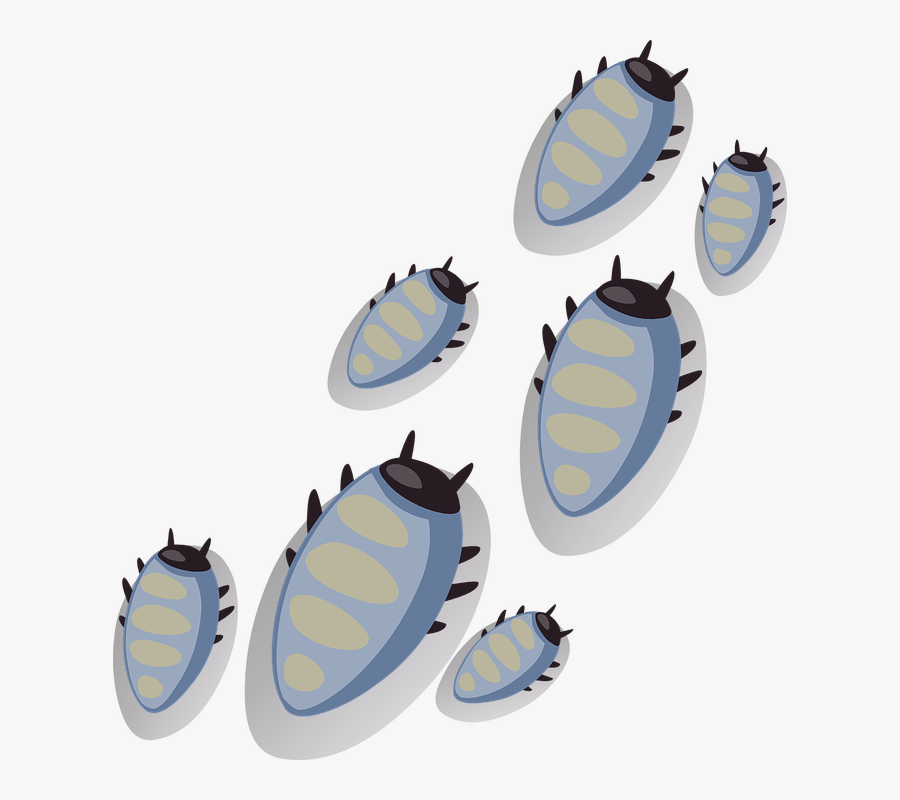 Bugs, Beetles, Ticks, Insect, Insects, Parasite, Bug - Insect, Transparent Clipart