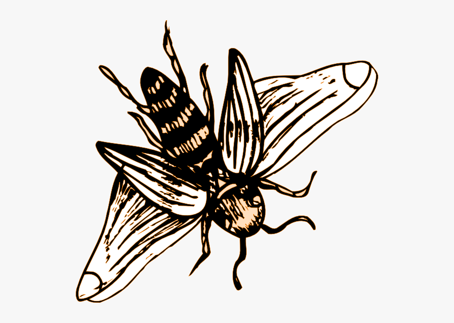 Transparent Bee Drawing Png, Transparent Clipart
