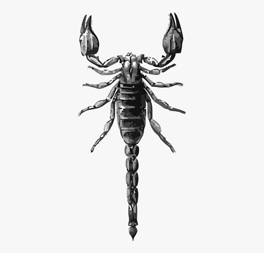 Insect Drawing Scorpion, Transparent Clipart