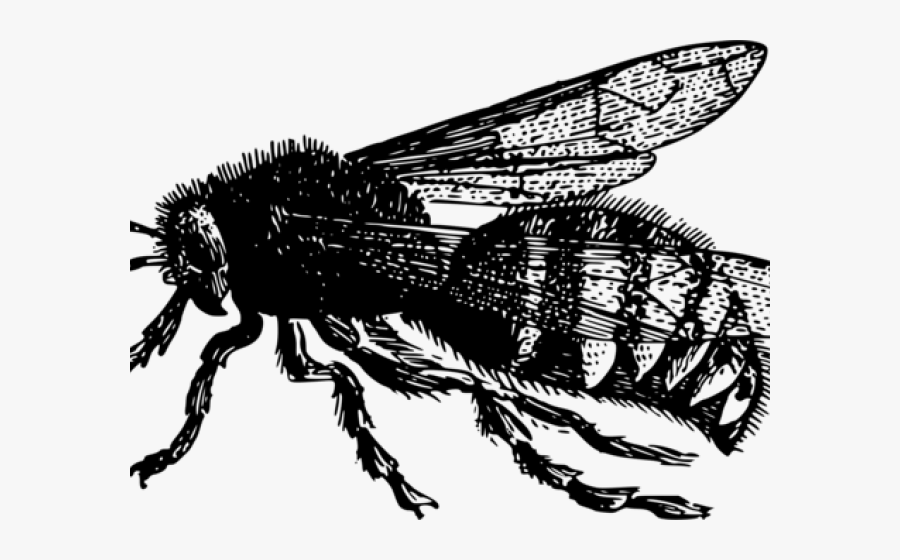 Estudio Clipart Bee - Vintage Bee Png, Transparent Clipart