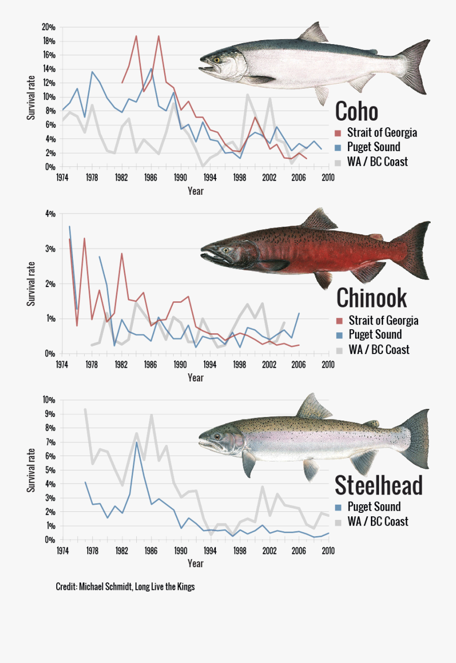 Decline Of Salmon And Steelhead - Decline In Salmon Population Washington, Transparent Clipart