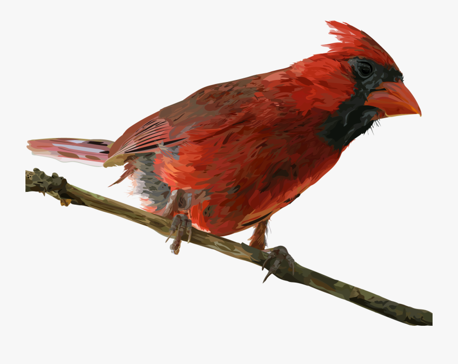 Dribbble By Robert Gerard - Northern Cardinal, Transparent Clipart