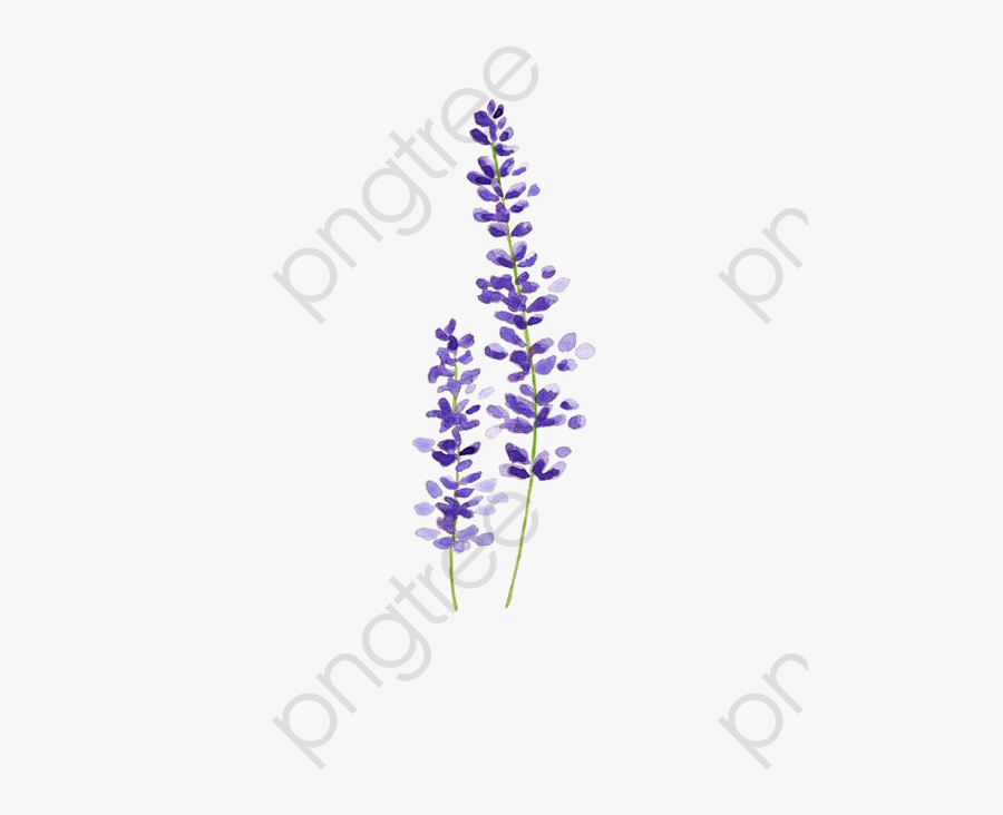Purple Lavender Watercolor Clipart - Wisteria, Transparent Clipart