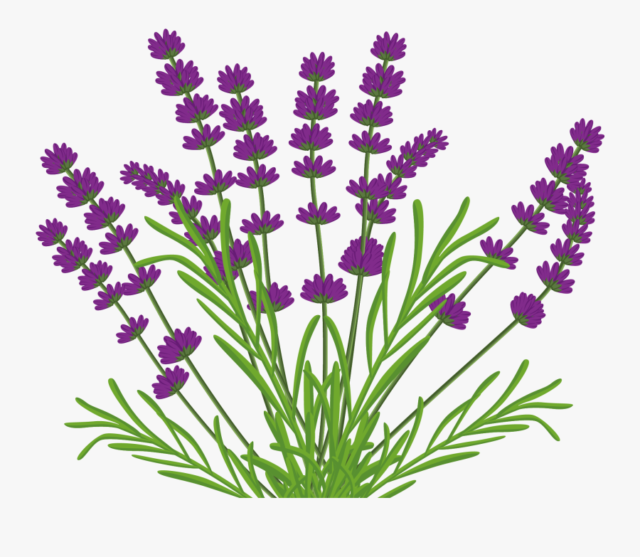 Lavender Bouquet Png - Lamiaceae Png, Transparent Clipart