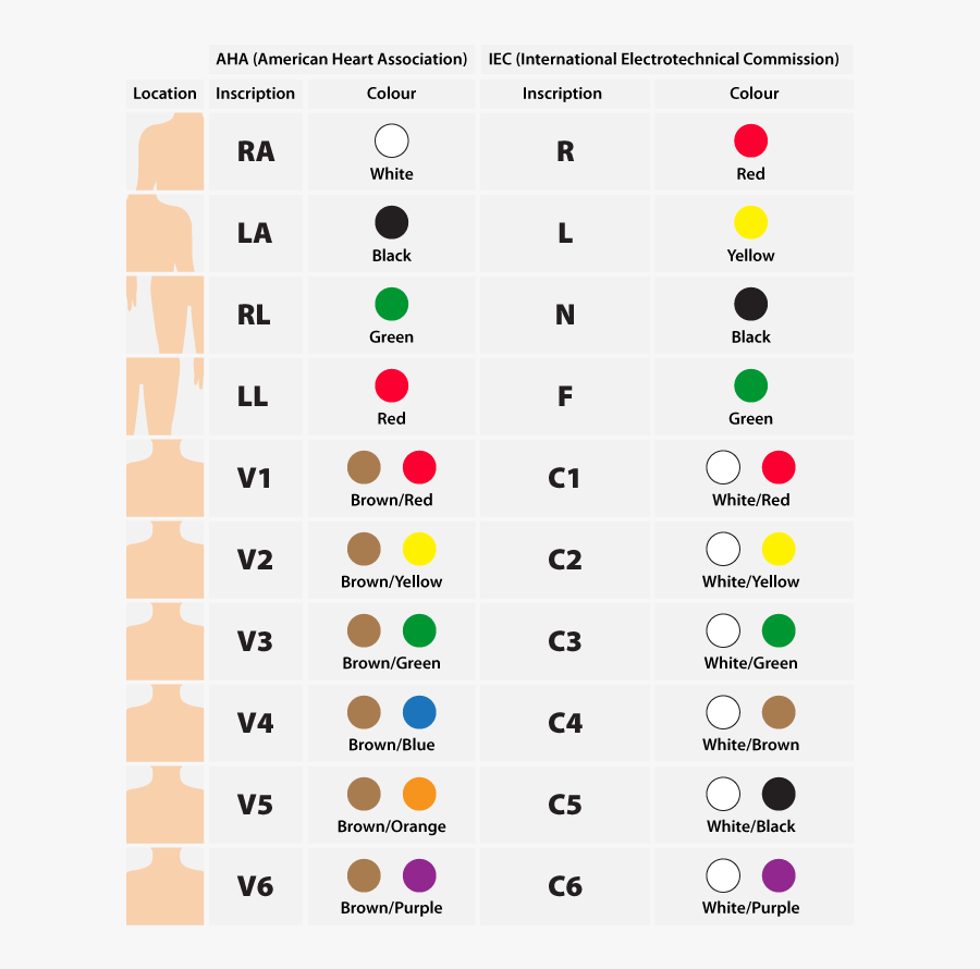 12 - Ecg 12 Lead Placement, Transparent Clipart