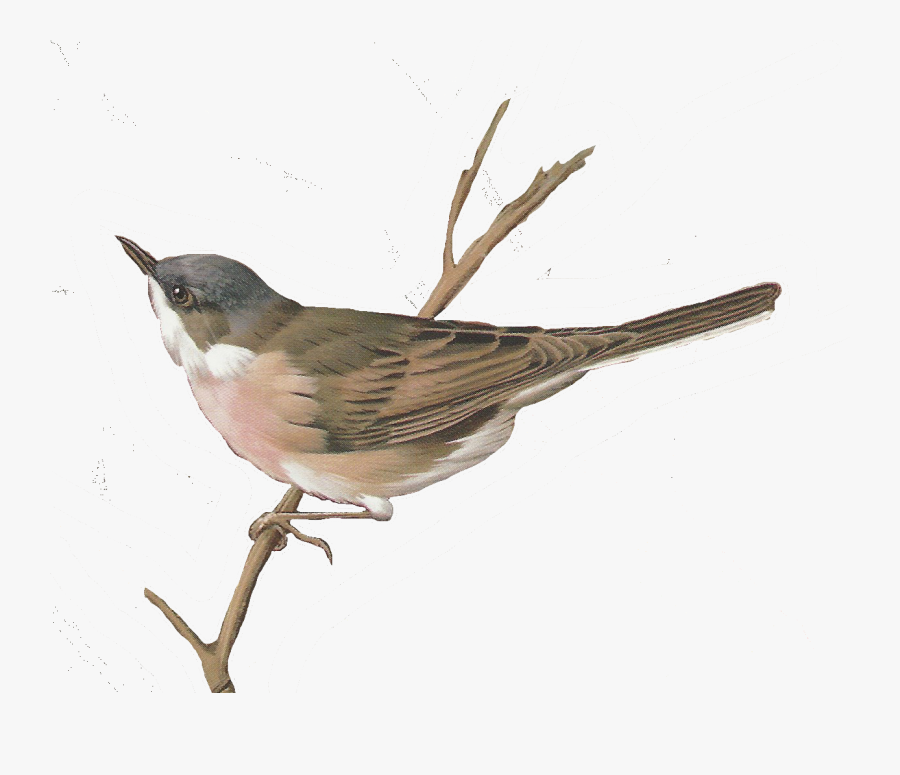 Nightingale Bird Watercolor Clipart , Png Download - Nightingale Clipart, Transparent Clipart
