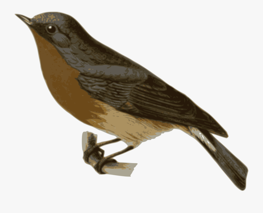 Perching Bird,cuculiformes,old World Flycatcher - Nightingale Png, Transparent Clipart