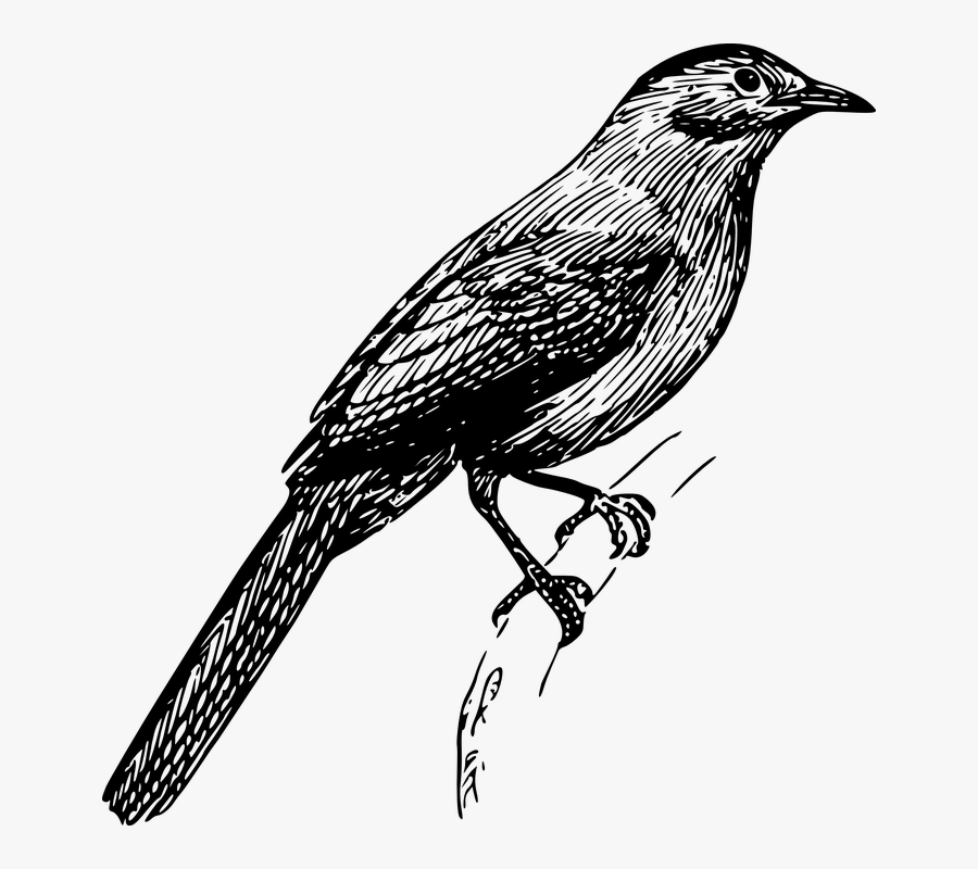 Bird, Perched, Tail, Wings, Feathers, Nature, Wildlife - Bird Perched Drawing, Transparent Clipart