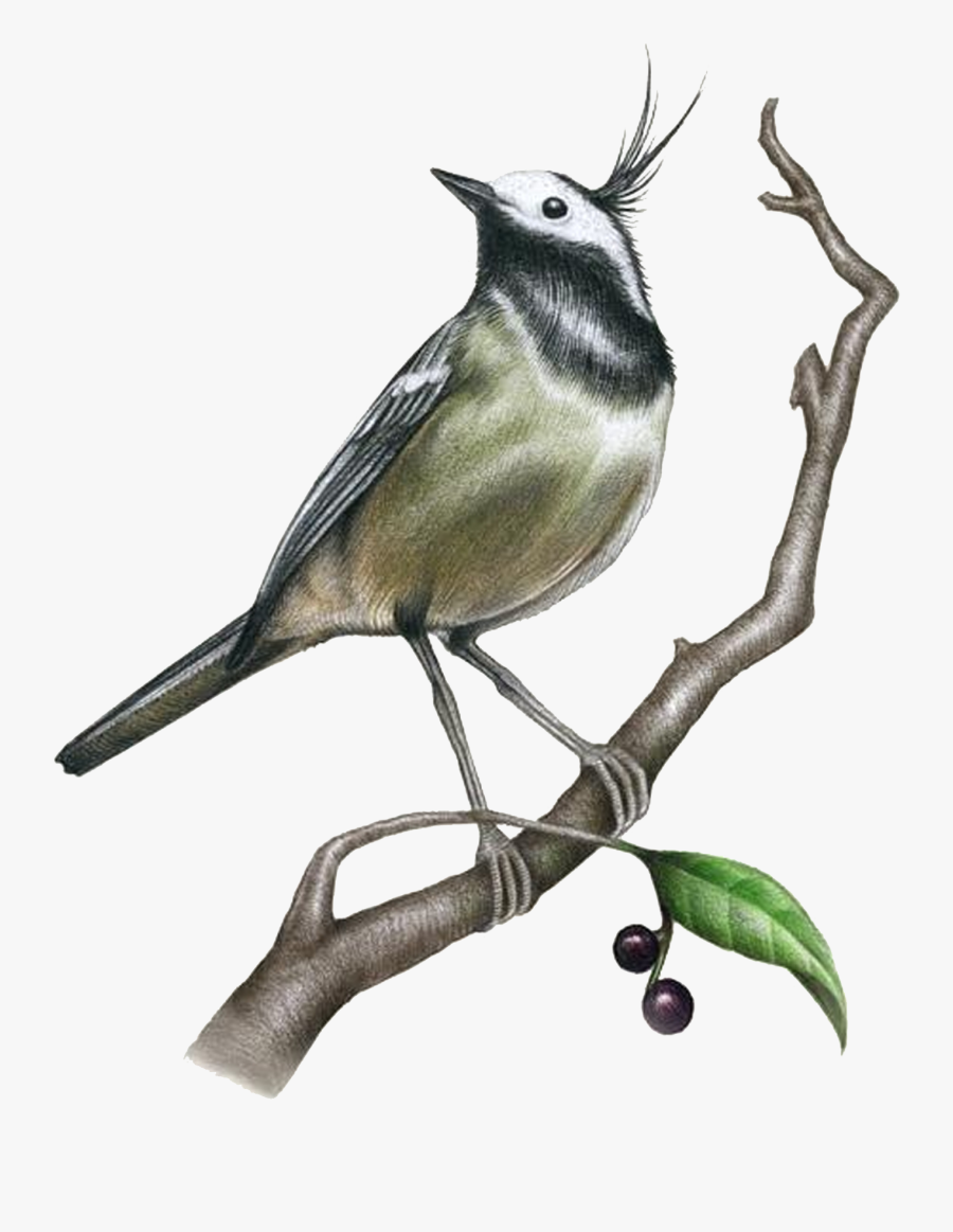 Drawing Painting Bird Illustration - Black Birds Illustration, Transparent Clipart