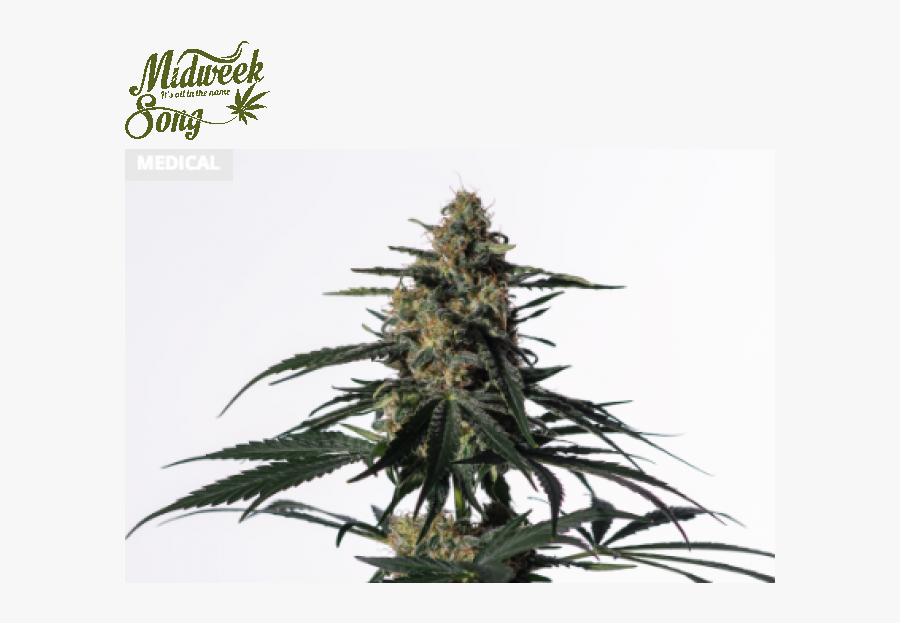 Nightingale Strain - Nightingale Cannabis, Transparent Clipart