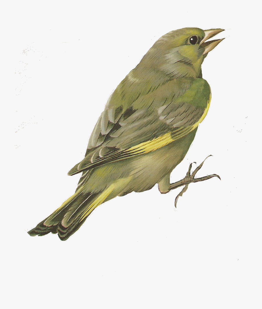 Painted Bunting, Transparent Clipart
