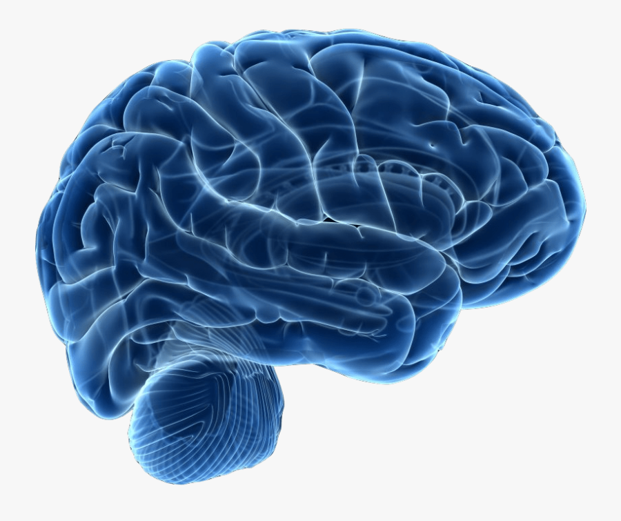 Human Brain Neuroimaging Neuroscience Therapy - Human Brain Png, Transparent Clipart