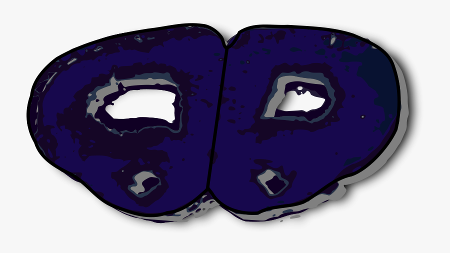 Coronal Section Rat Brain - Clip Art, Transparent Clipart