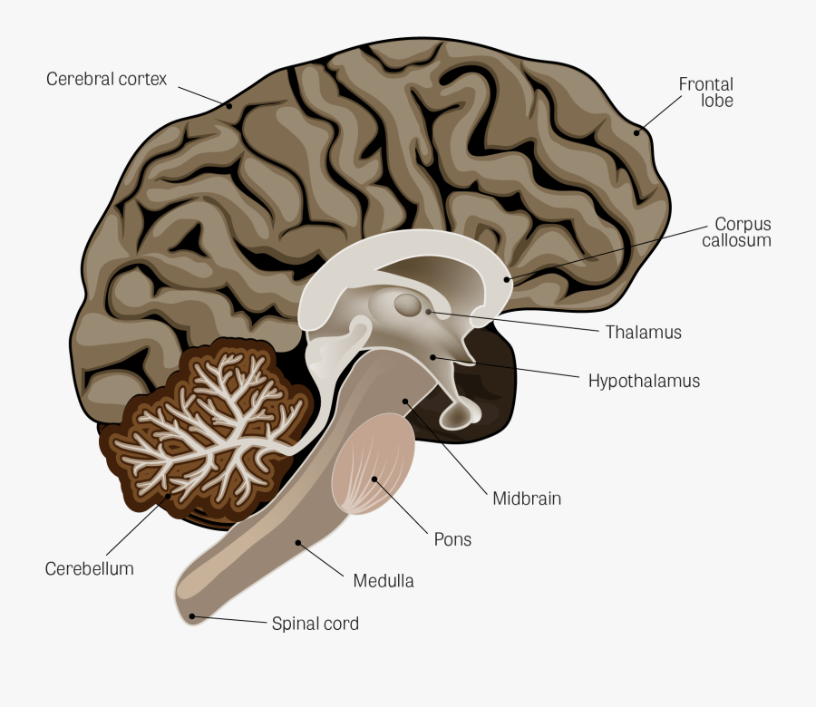 Illustration Of The Human Brain, With The Following - Brain Labeled Nervous System, Transparent Clipart