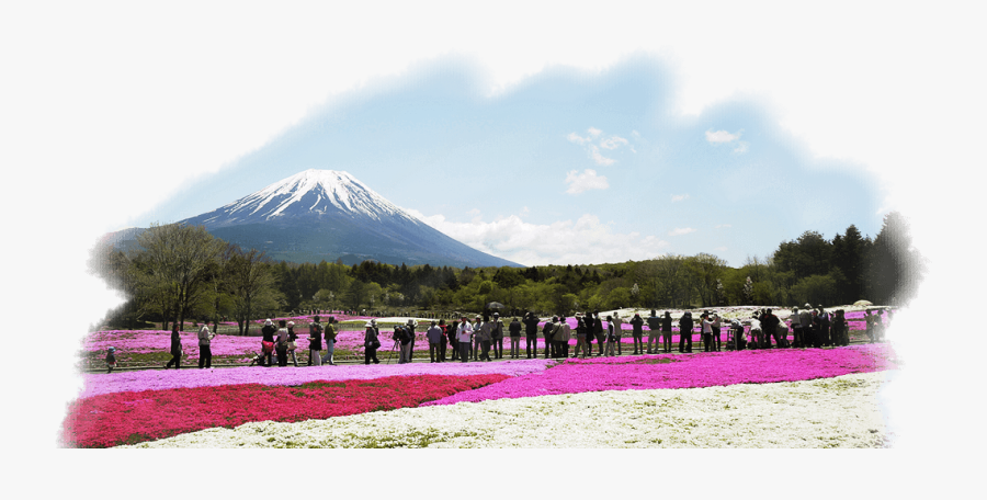 Mount Fuji, Transparent Clipart