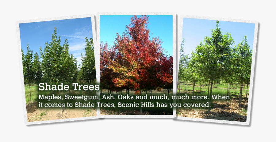 Swamp Maple, Transparent Clipart