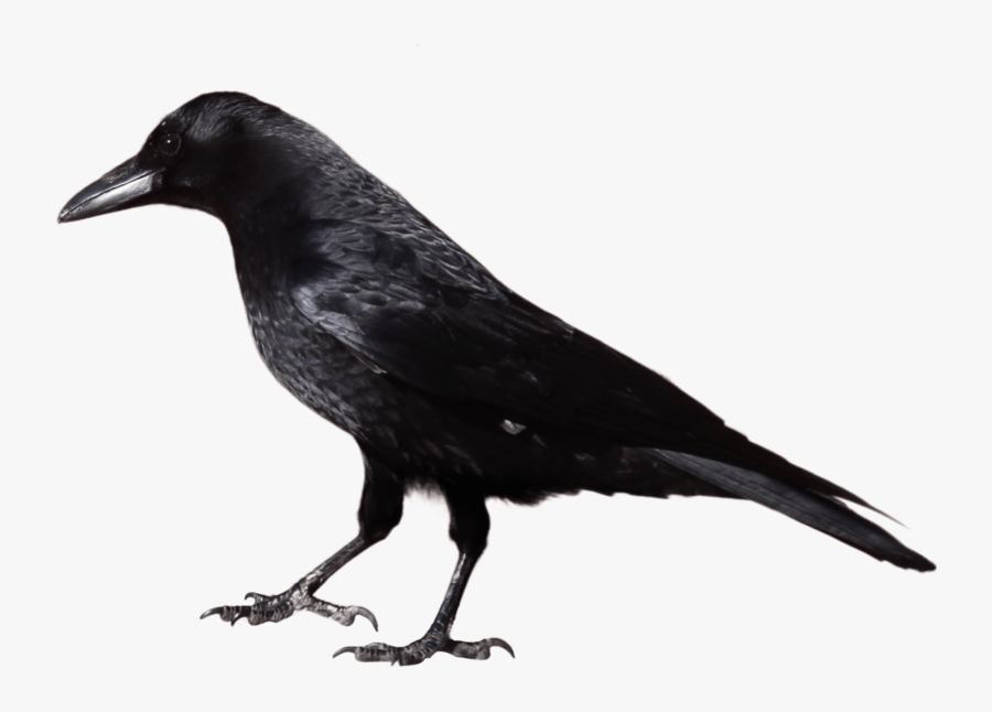 Crow - Crow Black And White, Transparent Clipart