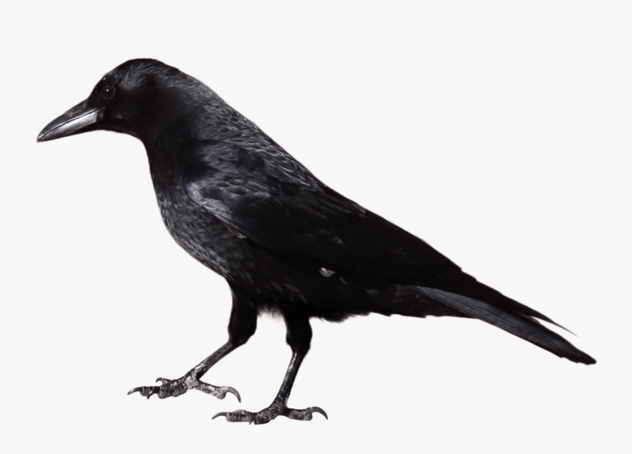 Crow Crow Black And White , Free Transparent Clipart ClipartKey