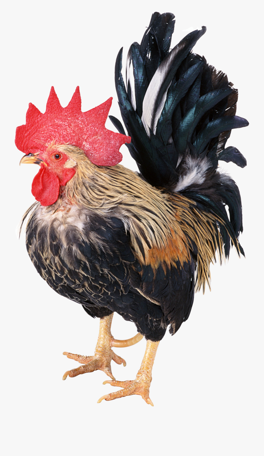 Download And Use Cock Png Picture - 雞 有 幾 隻 爪子, Transparent Clipart