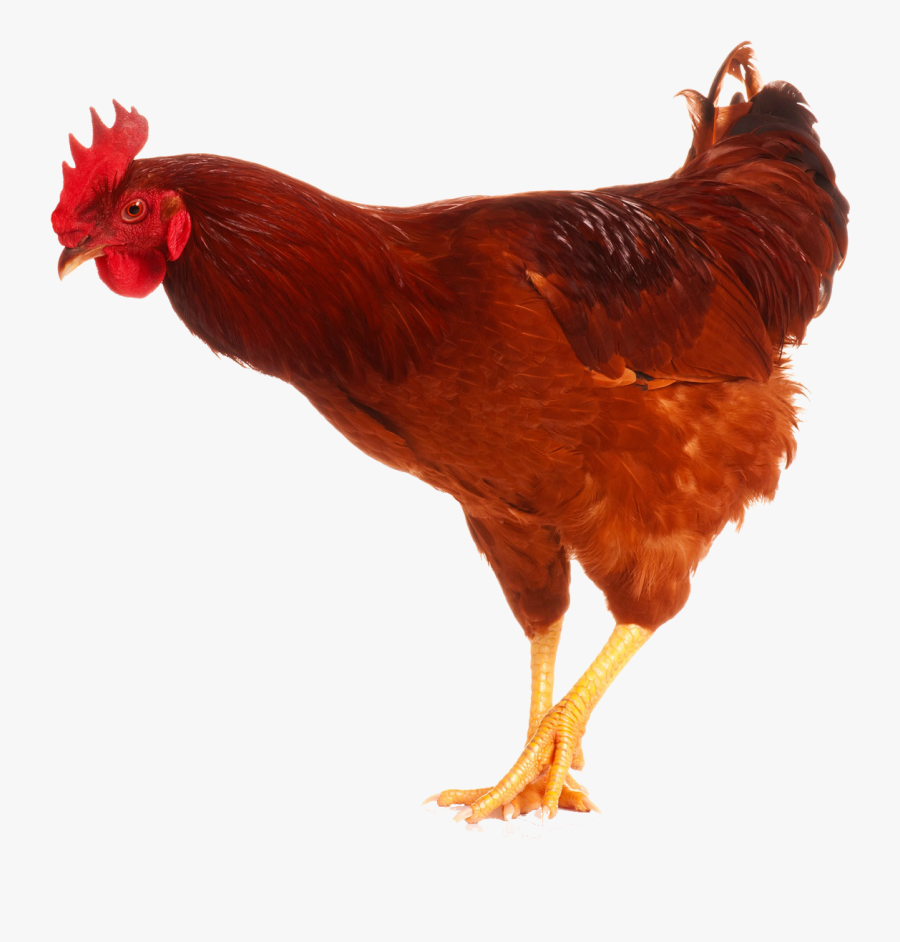 Cock Png - Chicken Pictures For Kids, Transparent Clipart