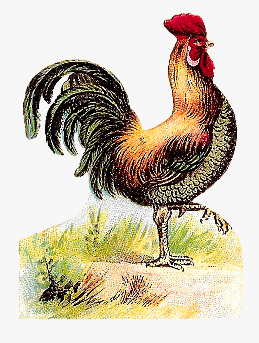 Rooster, Transparent Clipart