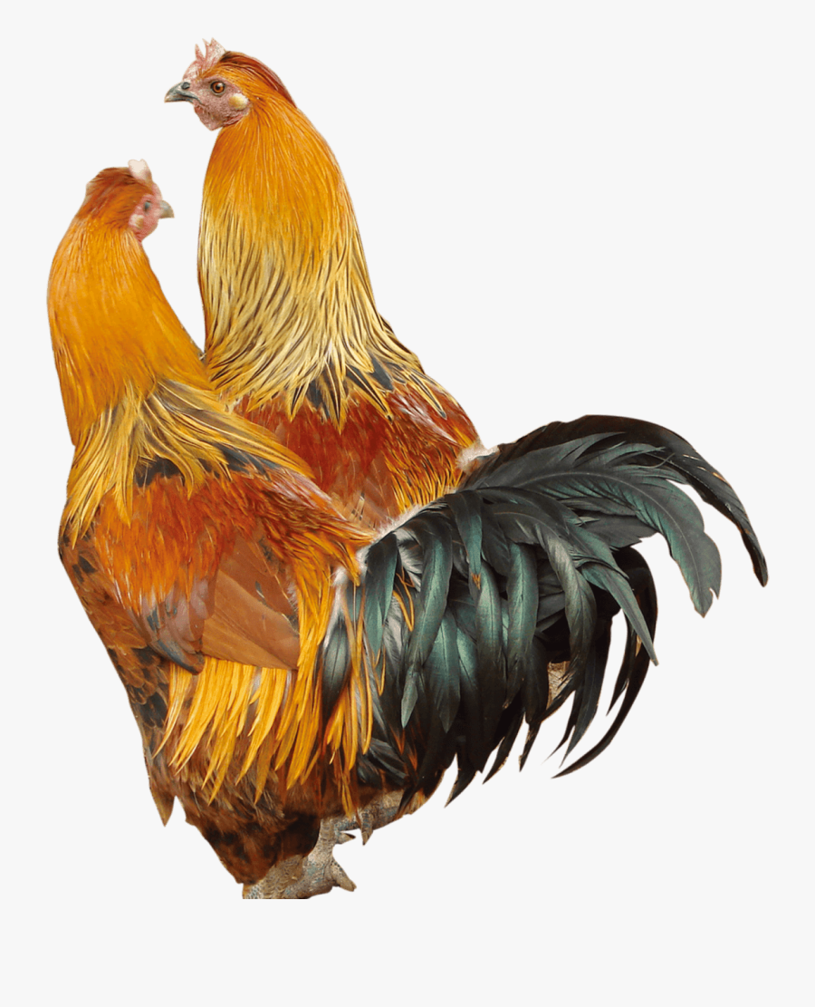 Transparent Cock Clipart - Poultry, Transparent Clipart