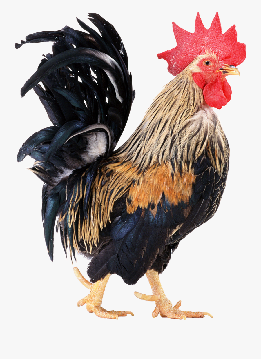 Cock Png Image Free Download - Cock Png, Transparent Clipart