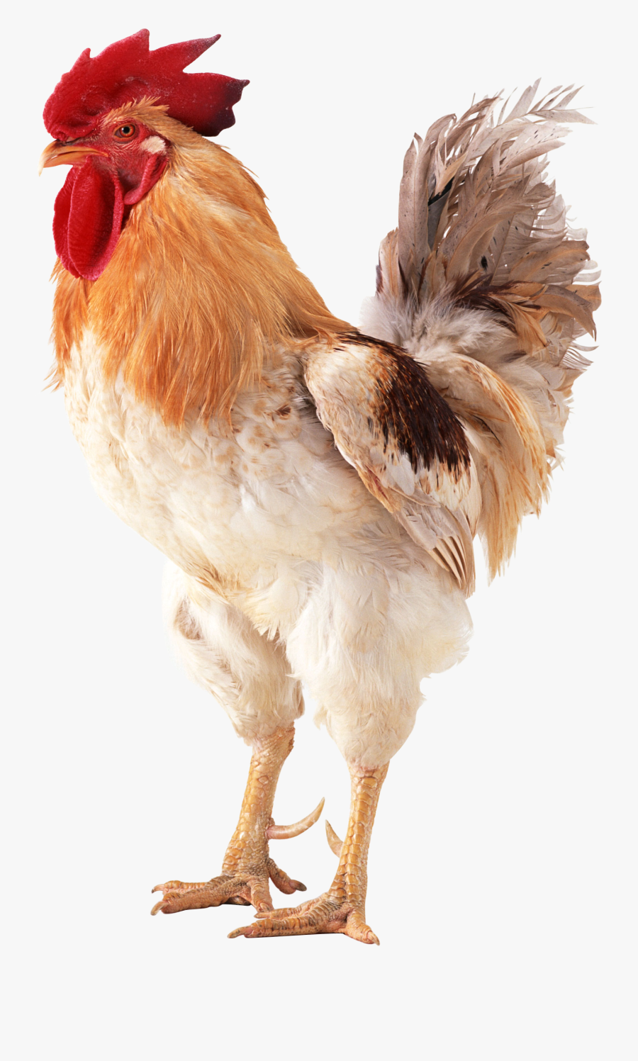 Grab And Download Cock In Png - Cock Hd Png, Transparent Clipart