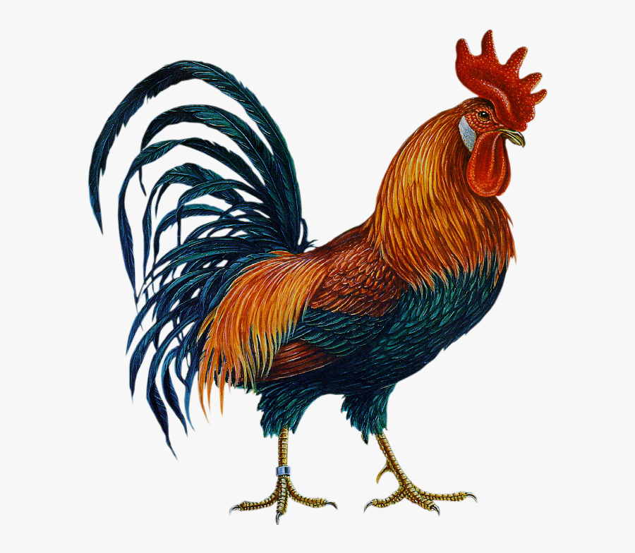 Cock Png, Transparent Clipart