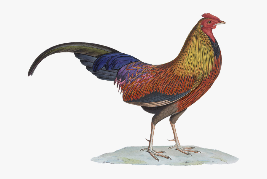 Rooster-drawing - Jungle Fowl Png, Transparent Clipart