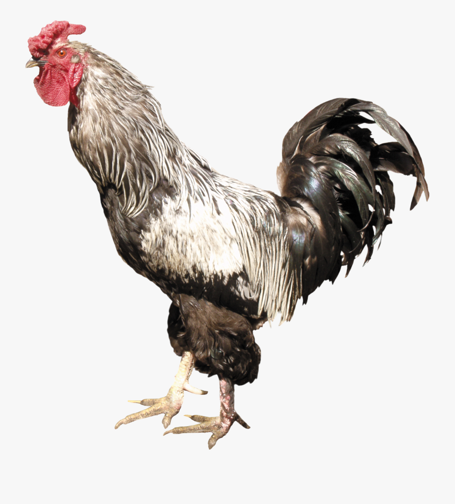 Cock Png, Transparent Clipart