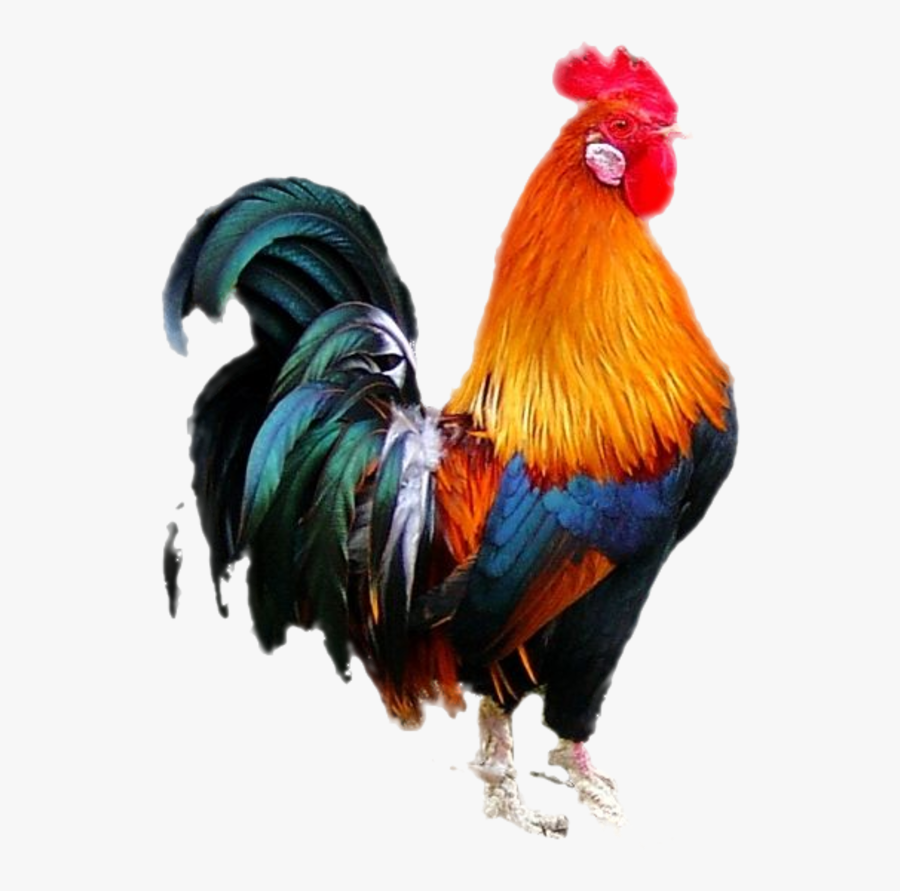 Cock Png, Transparent Clipart
