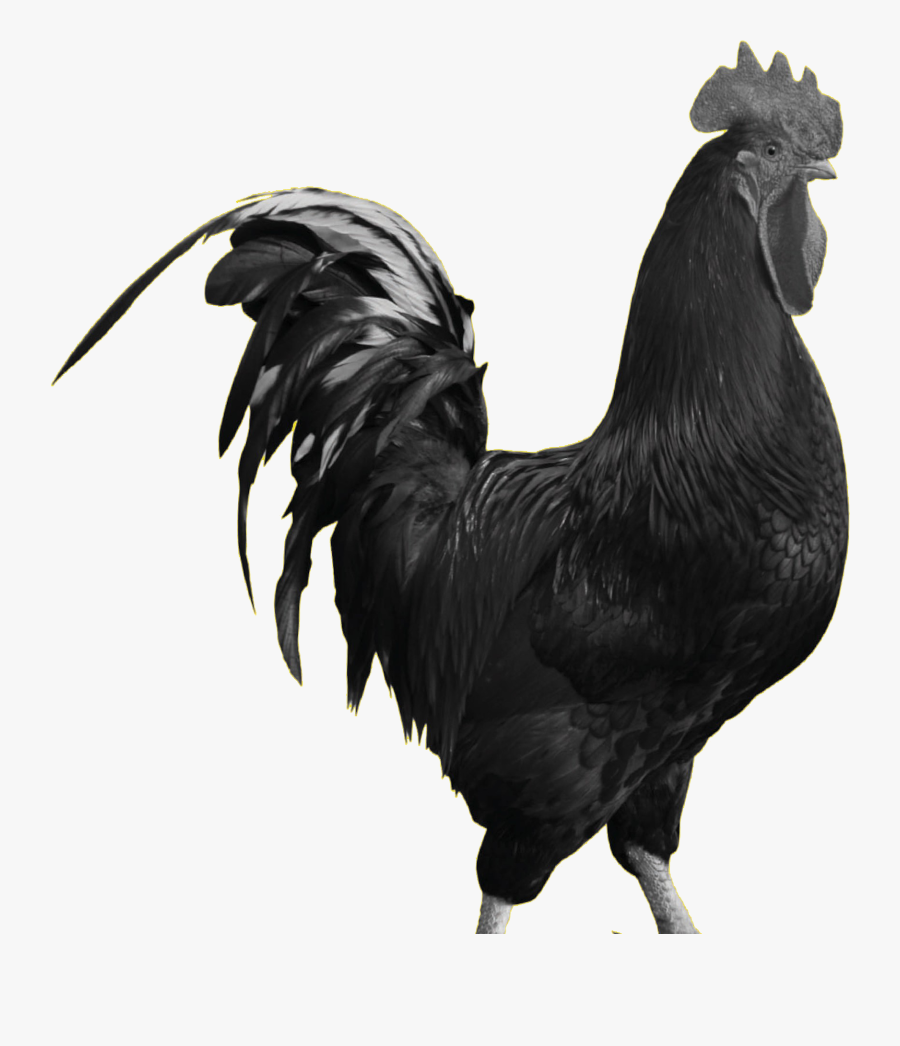 Cock Png Free Download - Rooster, Transparent Clipart