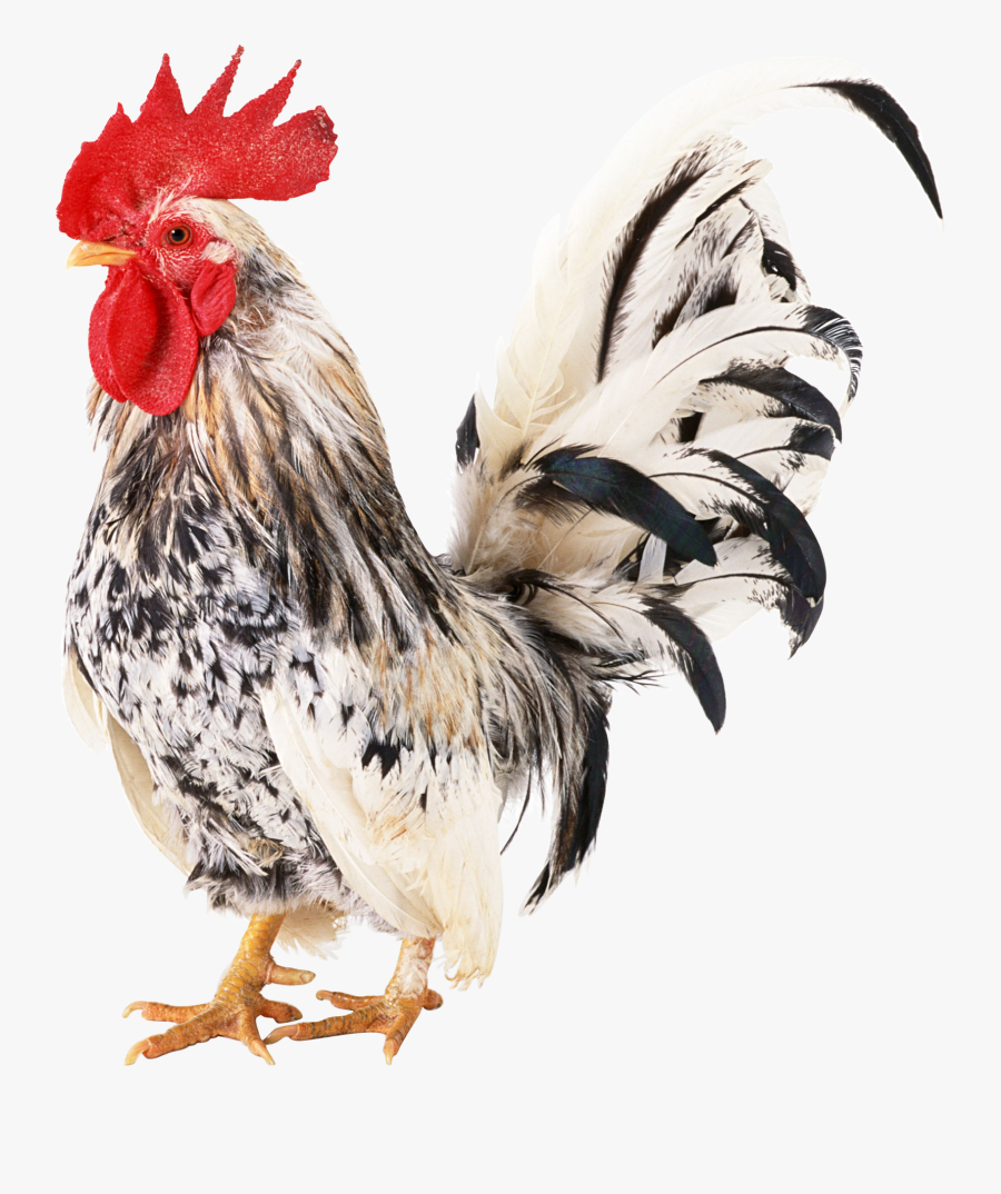 Cock Png Image Free Download - Galinha Png, Transparent Clipart