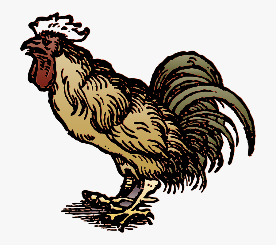 Wow 30 Download Gambar Kartun Ayam Jago Kumpulan Gambar Kartun