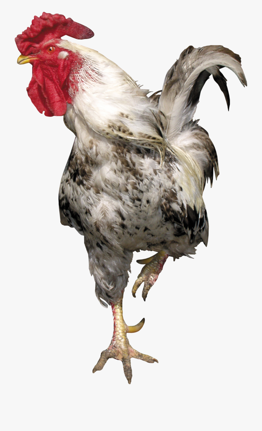 Cock Png, Transparent Clipart