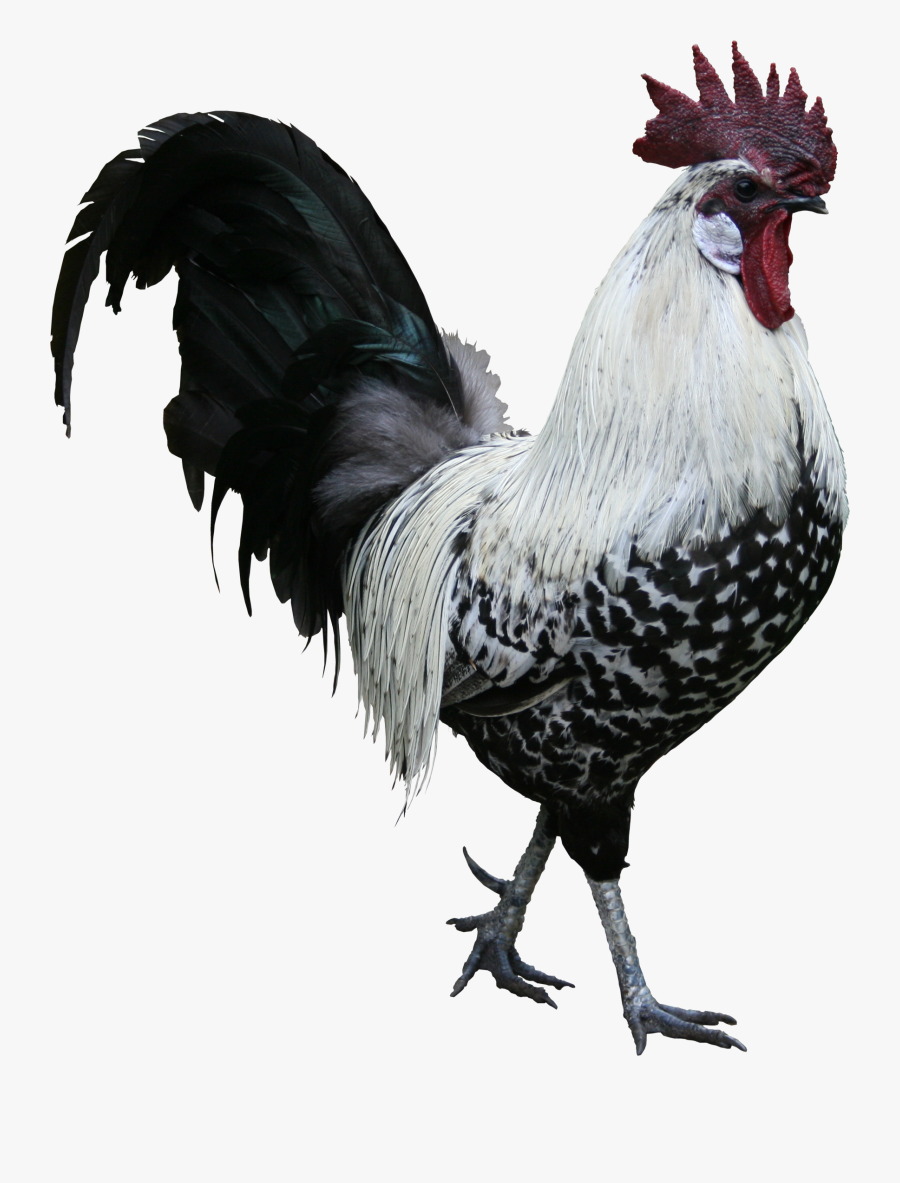 Rooster Png Image Transparent Background - Rooster Png, Transparent Clipart