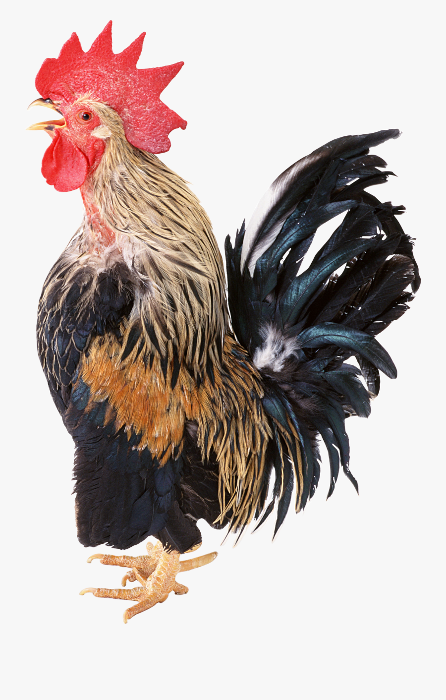 Japanese Bantam, Transparent Clipart