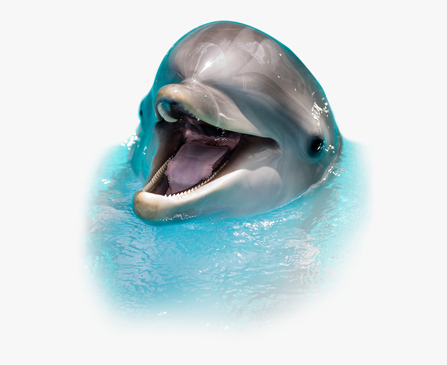 Sea Screamer Dolphin Tours Clearwater Guaranteed - Dolphin Images In Png, Transparent Clipart