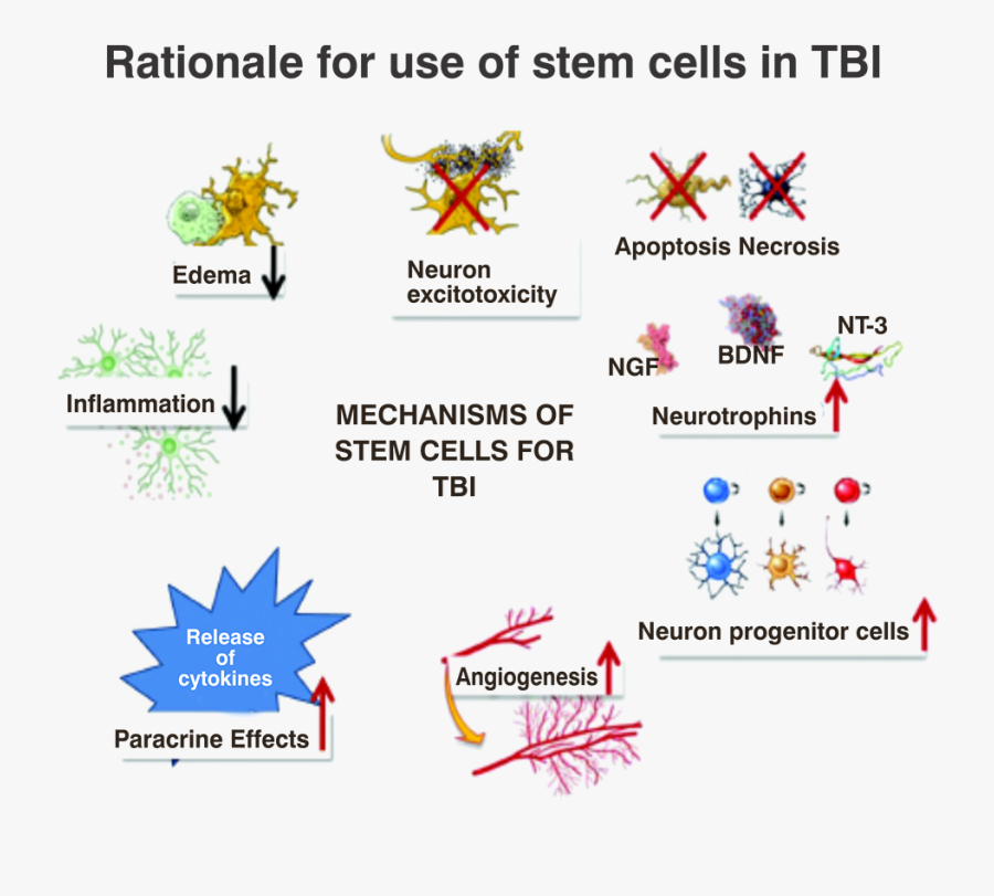 Rational Of Use Of Stem Cells In Tbi - Angiogenesis, Transparent Clipart