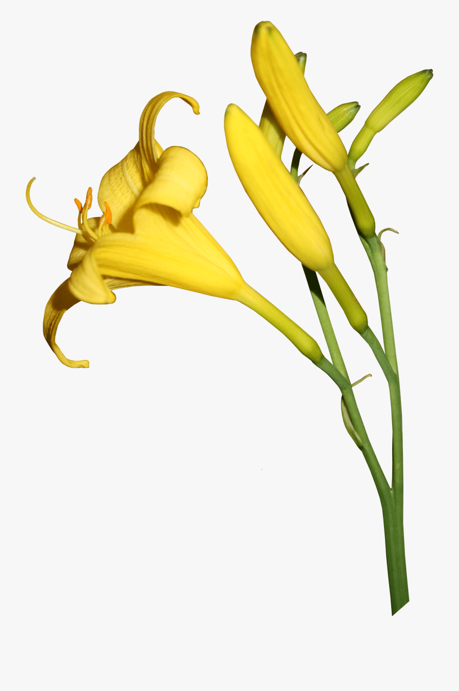 The Duration Of Flowering And The Beauty Of The Daylilies, Transparent Clipart