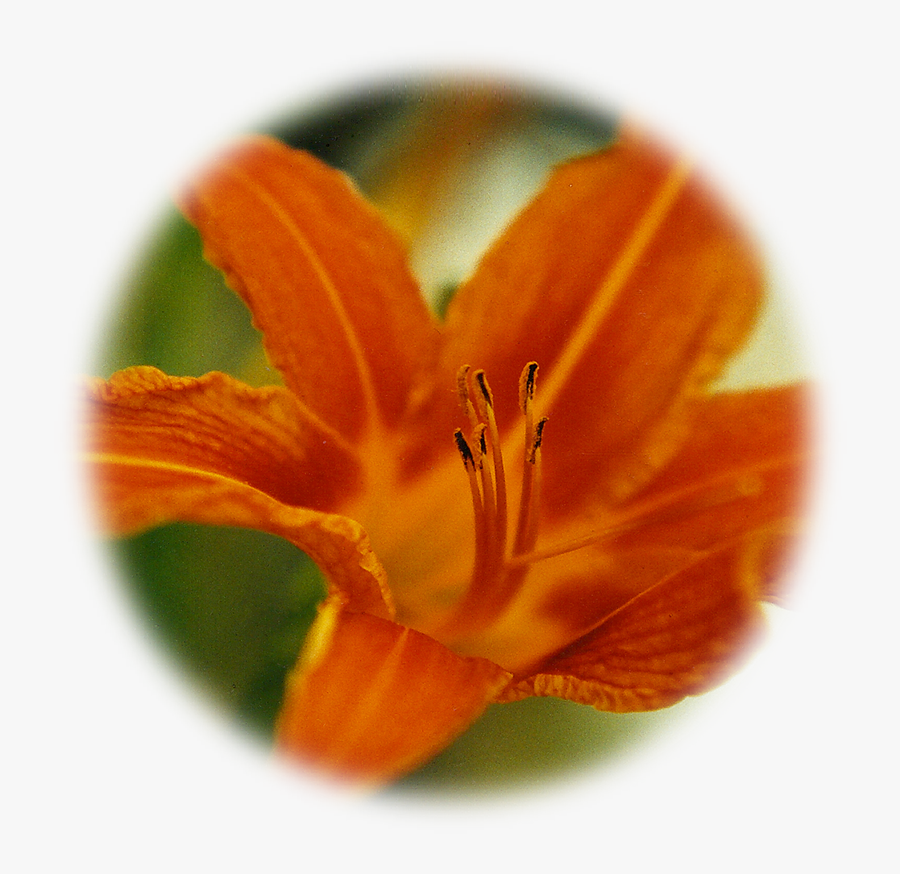 Transparent Daylily Clipart - Orange Lily, Transparent Clipart