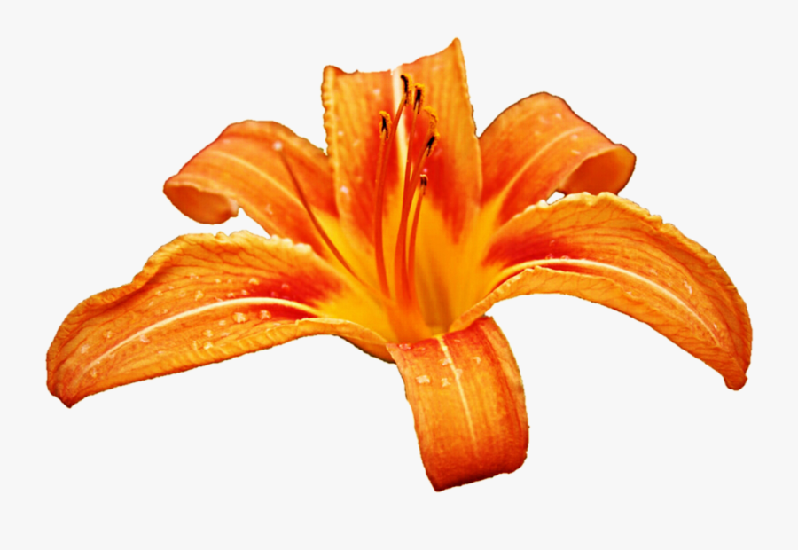Orange Lily Clipart - Lily, Transparent Clipart