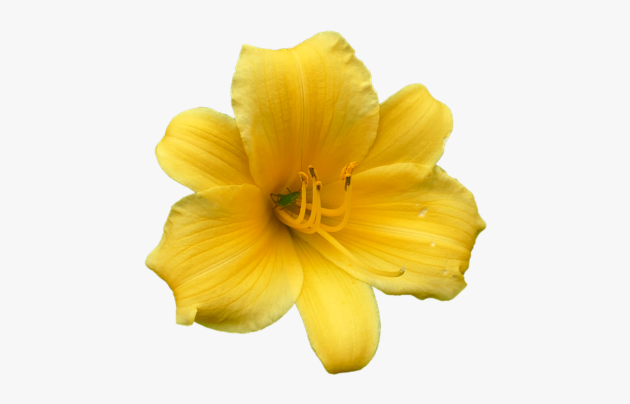 Flor De Lirio Png, Transparent Clipart