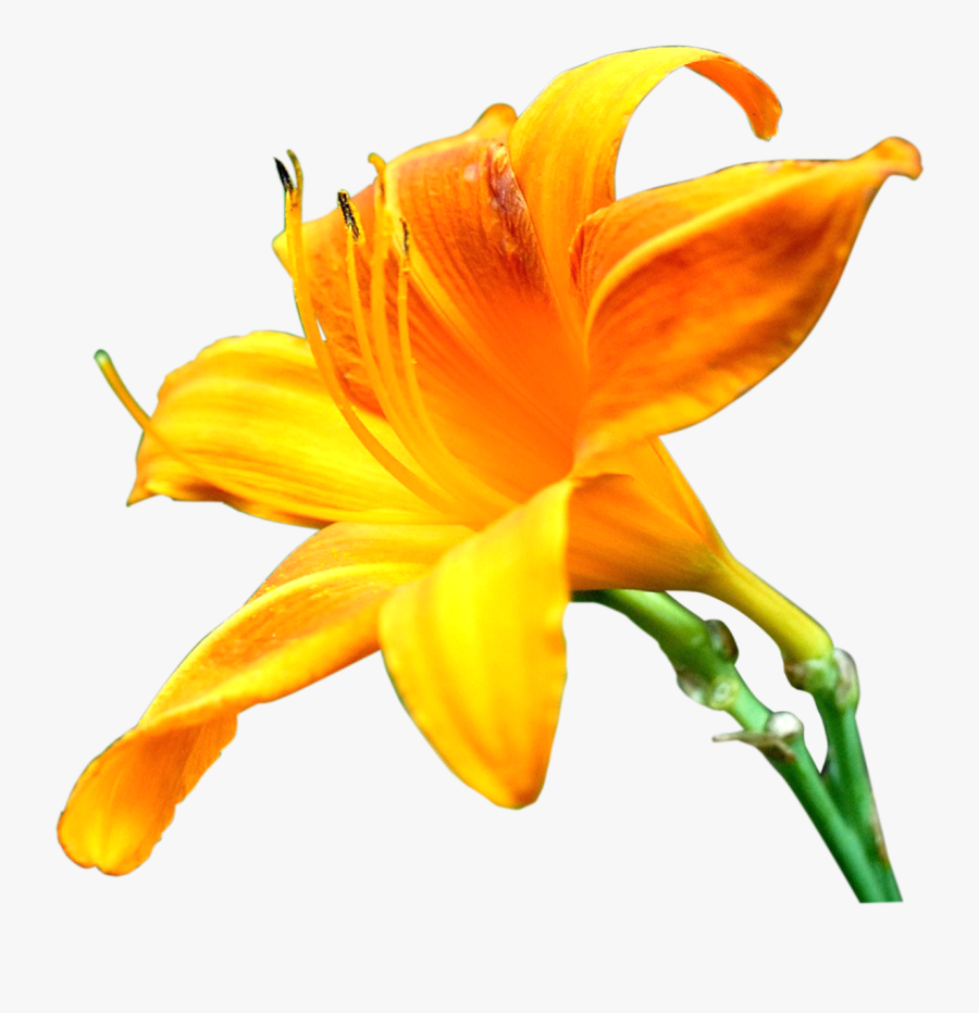 Transparent Lily Flower Png - Yellow Lily Png, Transparent Clipart