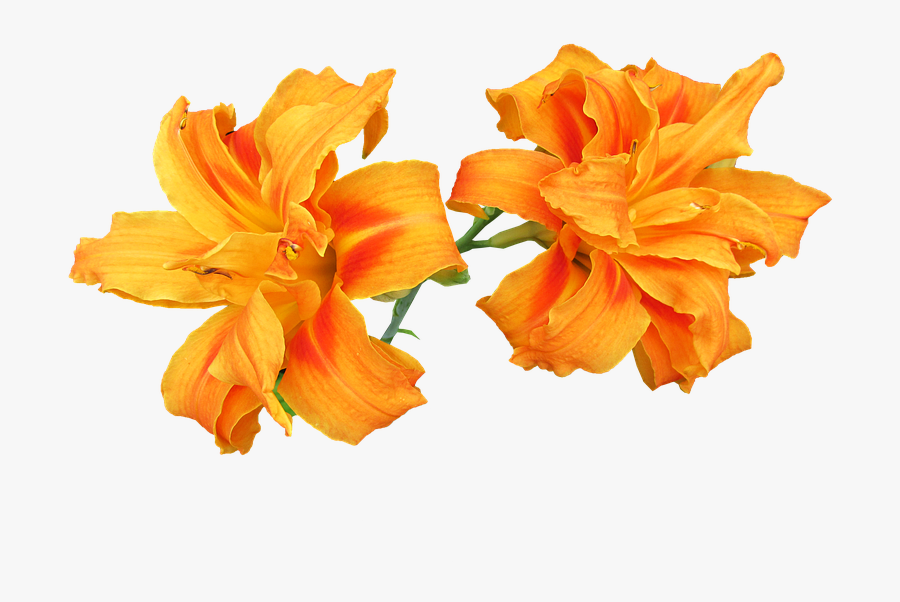Orange Lily Png - Lily, Transparent Clipart