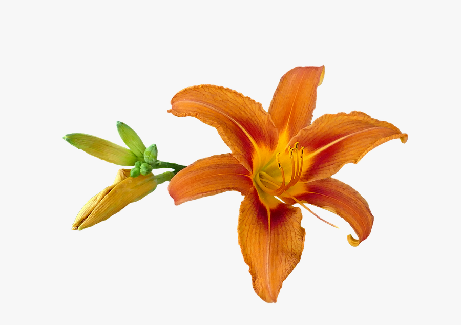 Orange Lily Png, Transparent Clipart